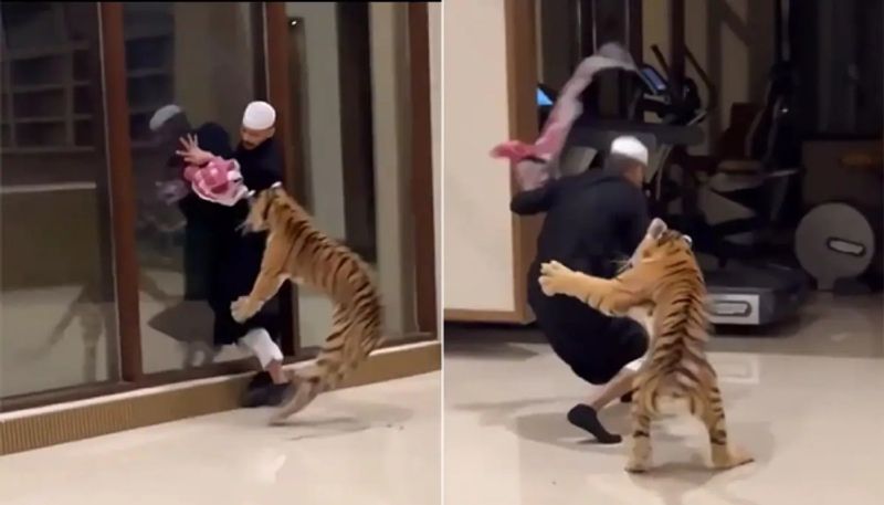 pet tiger running behind a man the video going viral