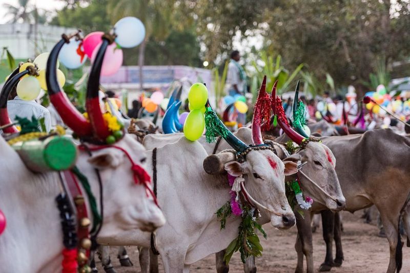 Mattu pongal 2024 Mattu pongal celebration across Tamilnadu famer thanking cattle Rya