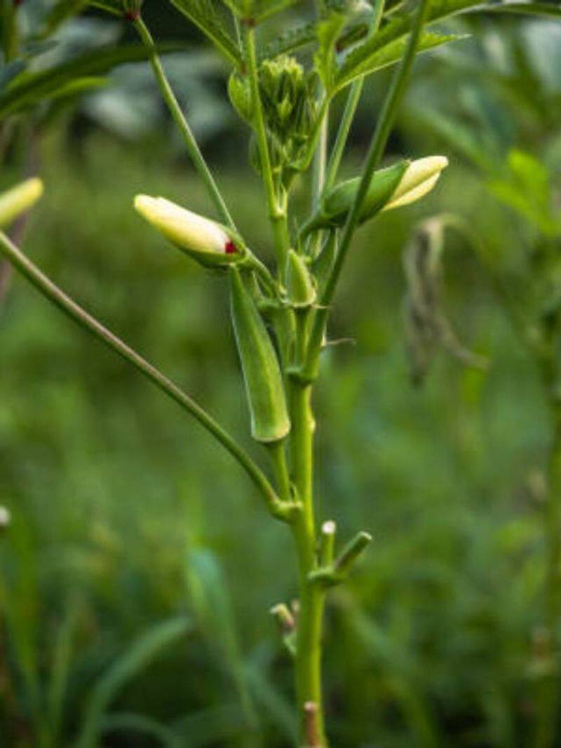 start your own kitchen garden tips rlp