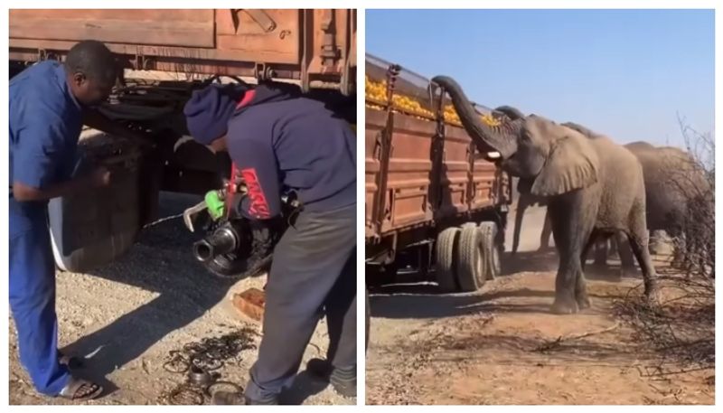 Video of a herd of elephants eating oranges from a tyre-punctured truck went viral bkg 