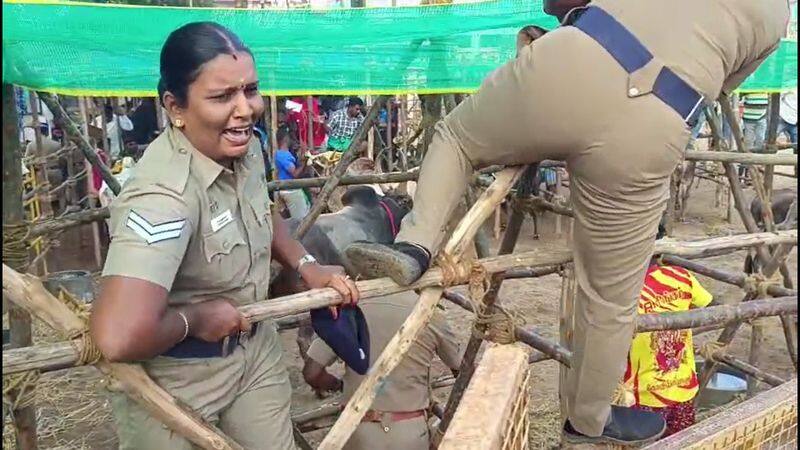 A cow tried to attack the policeman who was on security duty during the jallikattu festival in palamedu vel