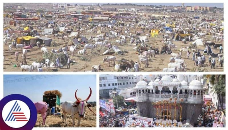 Vijayapura Siddarameshwara cattle festival gow