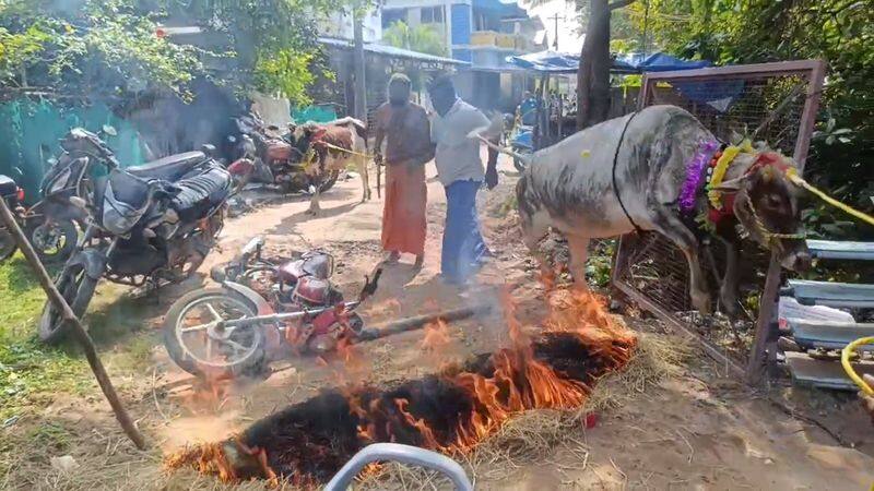 A cow fire jumping event was held in Tiruvarur vel