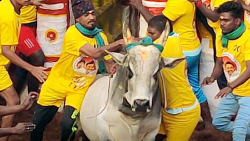 2 persons killed while jallikattu bull attack at siravayal manjuvirattu in sivagangai district vel