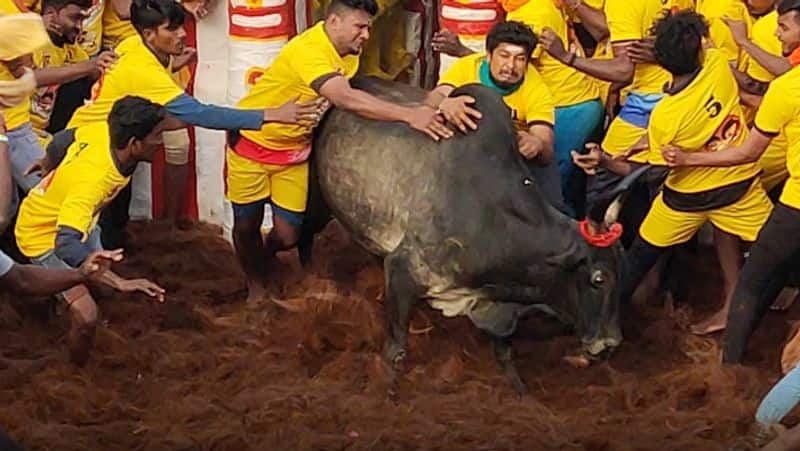 Request to provide government job to best player who wins jallikattu competition KAK