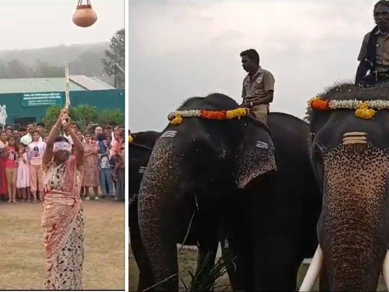 collector aruna participate elephant pongal festival at nilgiris vel