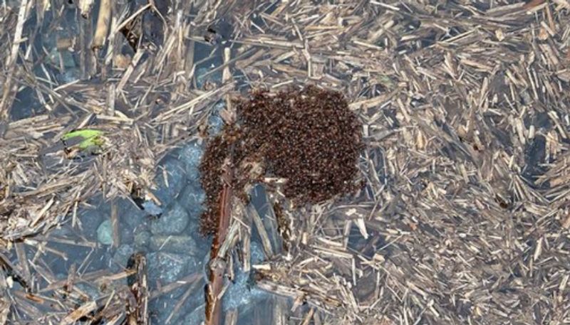 Deadly fire ants spread in australia create threat for native plants and animals and bite can kill human etj