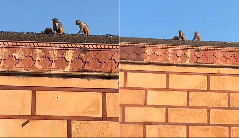 Watch Monkey Steals Man's iPhone At Vrindavan Temple, Returns It After A Deal sgb