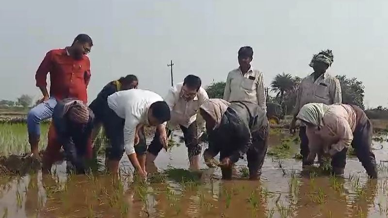 Collector turned farmer.. Muzammil Khan planted paddy in the field..ISR