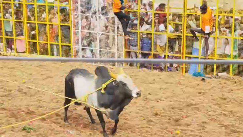 mla vijayabaskar distribute prizes who win vadamalapur jallikattu in pudukkottai district vel