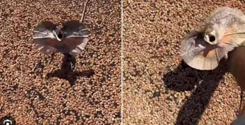 Frilled lizard climbs on man, this video goes viral