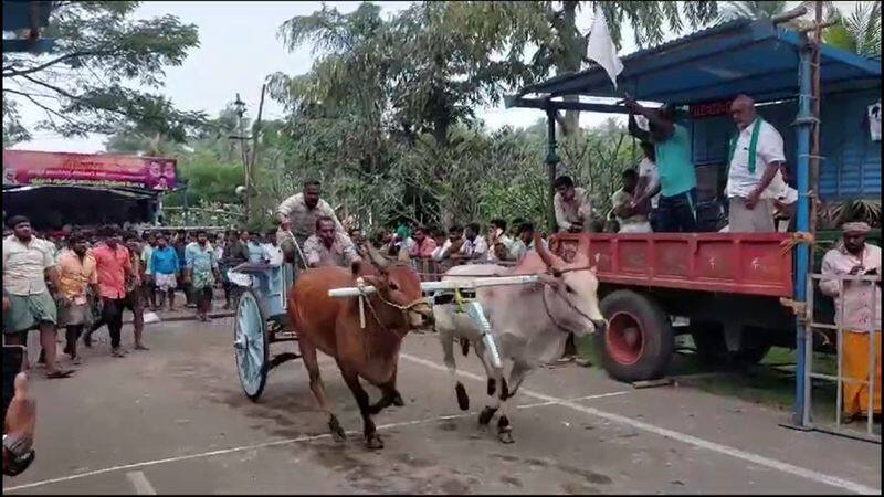 nearly 300 pairs of bulls participated rekla race in pollachi conducted by dmk youth wing vel