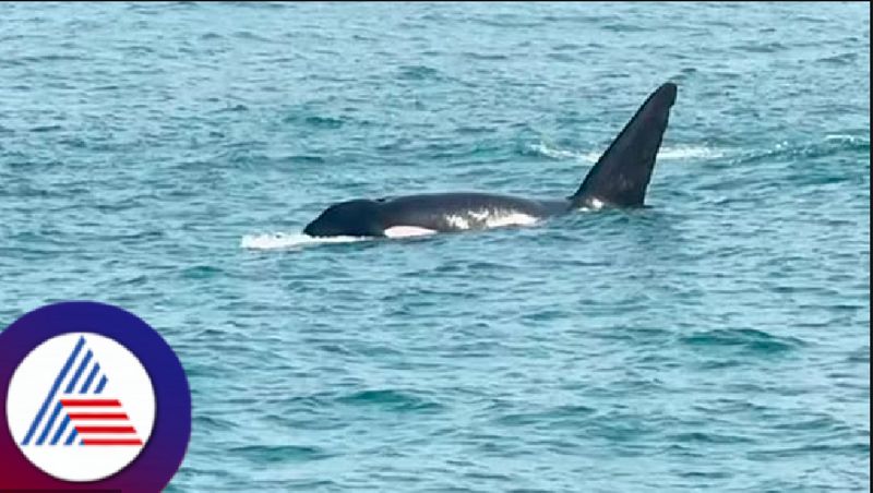 whales was spotted for the first time in Murdeshwar seashore at udupi rav