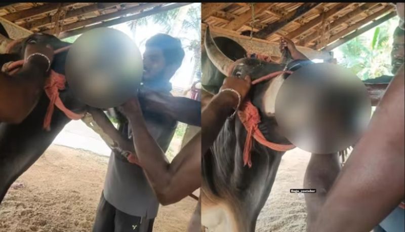 YouTuber who force-fed a surviving chicken to a bull.. Viral.. Tamilnadu police registered a case..ISR