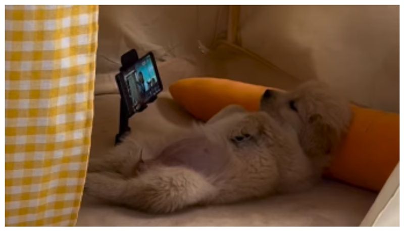 video of a dog lying on his bed and watching a movie on mobile phone has gone viral bkg