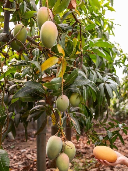 Bilva (Bael) Tree (Aegle marmelos)