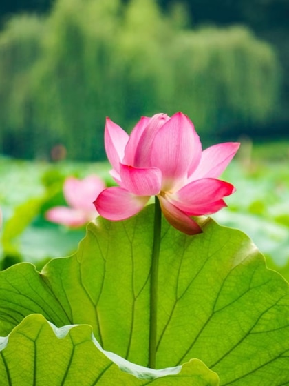 Lotus (Nelumbo nucifera)