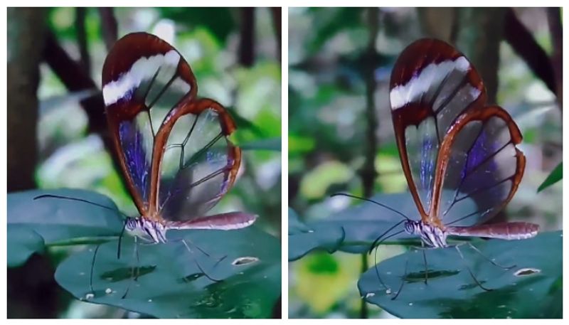 Glasswing butterfly a rare butterfly video bkg  