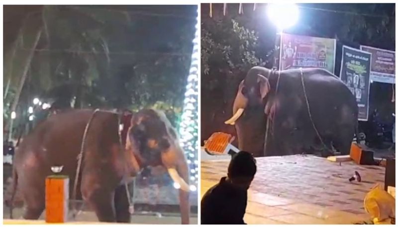 elephant attack at kozhikode temple festival sts