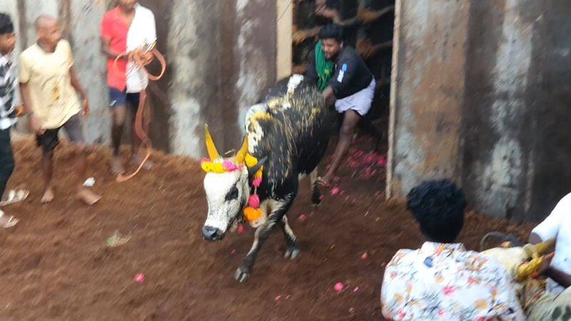 750 bulls and 430 players participate jallikattu event conducted by anthoniyar temple members in dindigul district vel