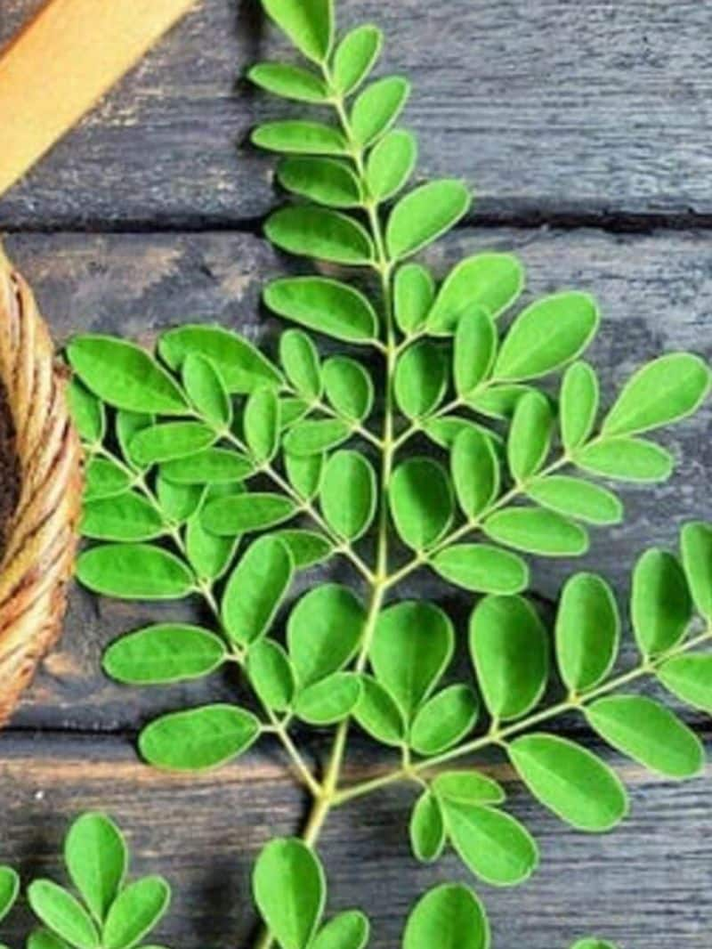 Amazing Benefits of Moringa Leaves you must understand 