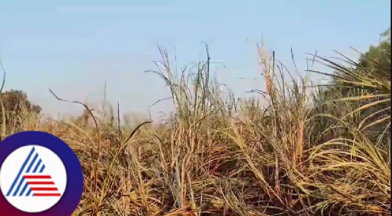 A sugarcane field that had been harvested was destroyed by fire rav