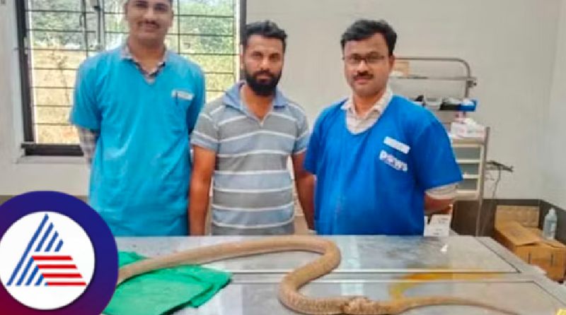 doctor who treated and rescued an injured venomous snake at belagavi rav