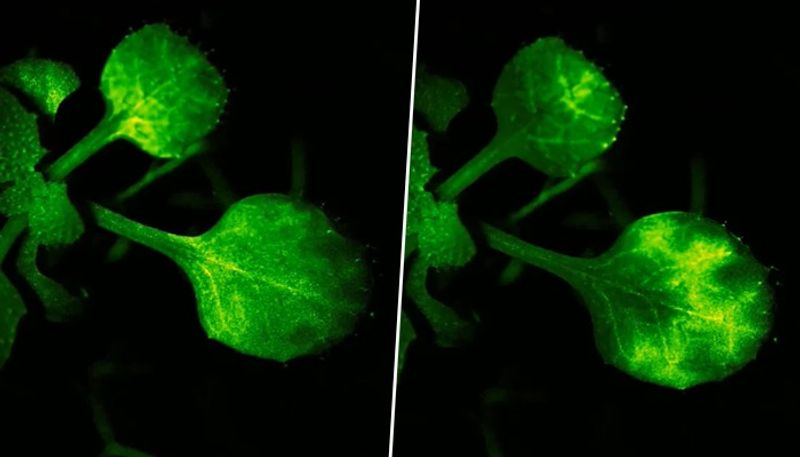 WATCH Japanese scientists capture groundbreaking footage of plants 'talking' through airborne signals snt