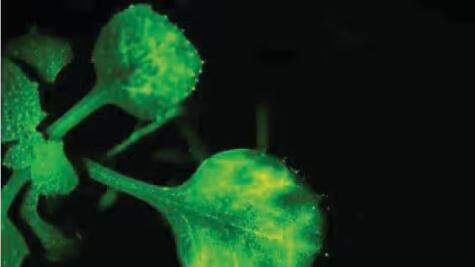 Plant Communication