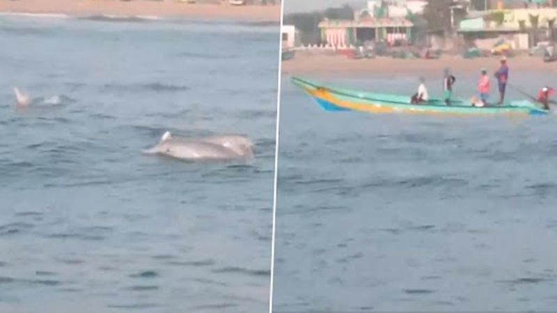 Dolphins Spotted Off Neelankarai Hours After Conclusion of Ocean Cleaning Awareness Campaign sgb