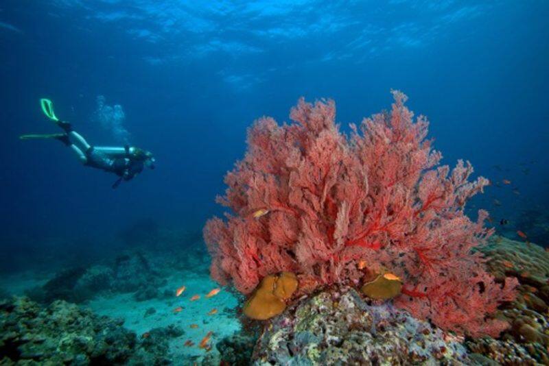 National Tourism Day 2024: Dive into the depths with these 10 stunning scuba diving paradises in India snt