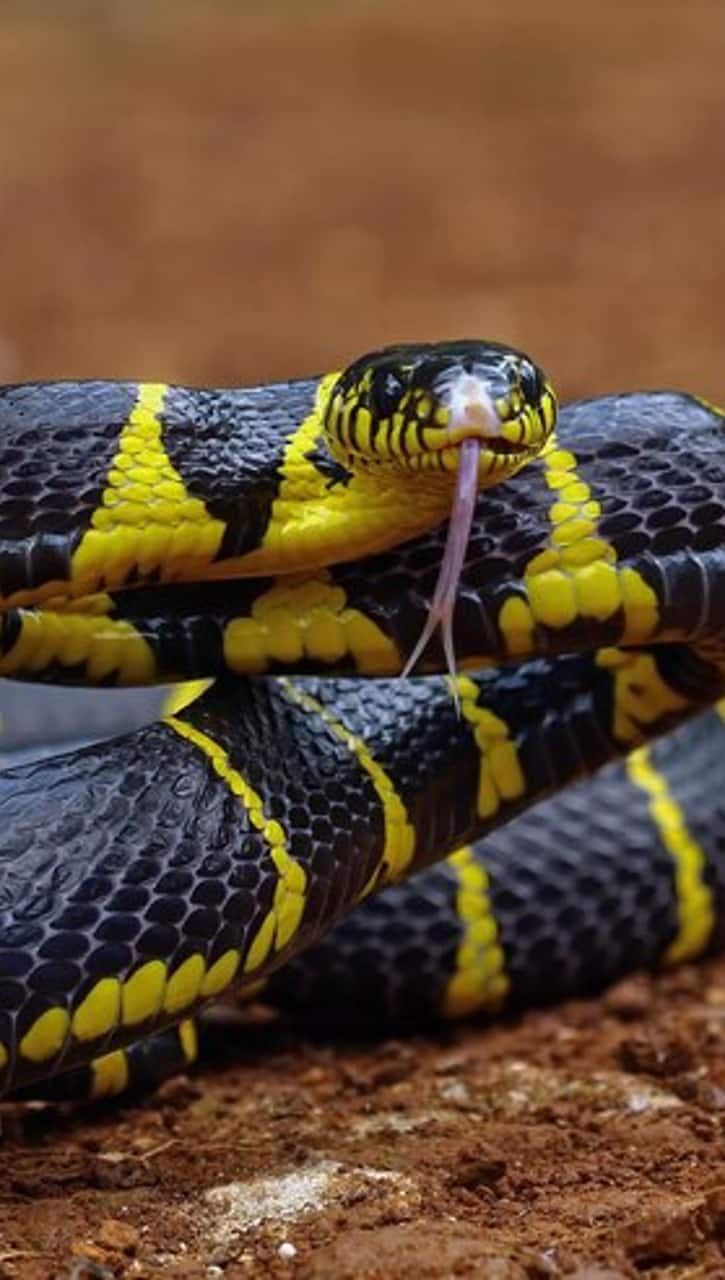 World Snake Day Top 10 Most Venomous Snakes in the World iwh