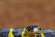 World Snake Day Top 10 Most Venomous Snakes in the World iwh