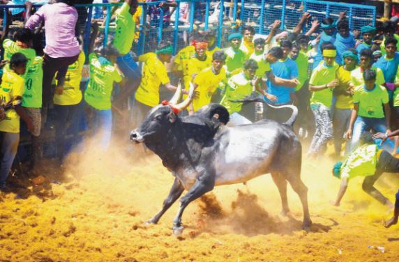 Jallikattu