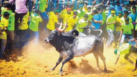 Jallikattu