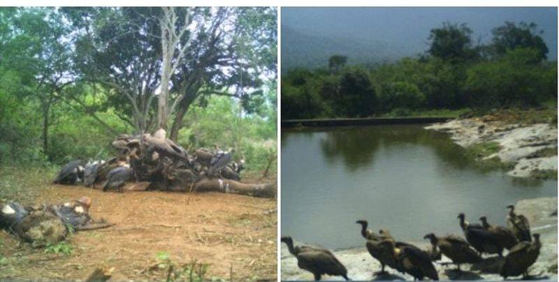 Forest department informs that the number of eagles has increased in Tamil Nadu KAK