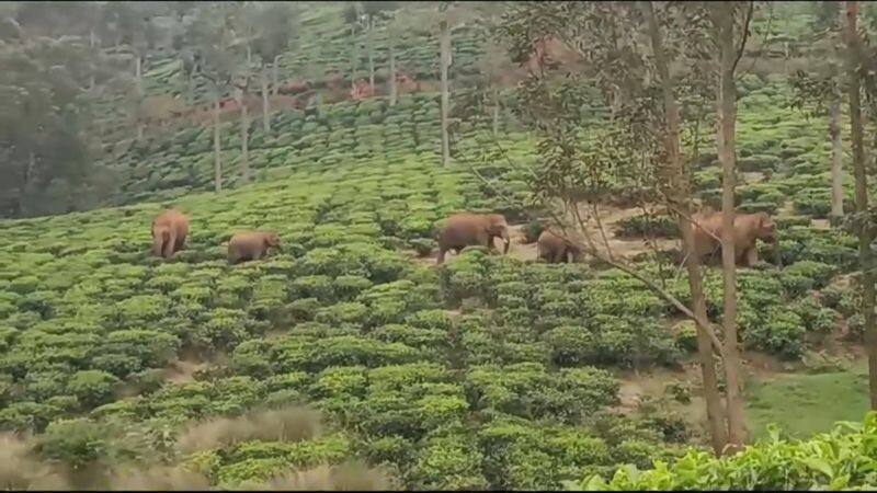 Public demand to chase the wild elephants roaming in the town near Coonoor into the forest vel