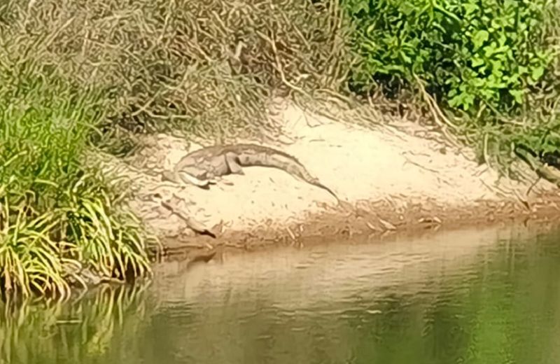 Huge crocodiles came to the river Bhadra at chikkamagaluru gvd