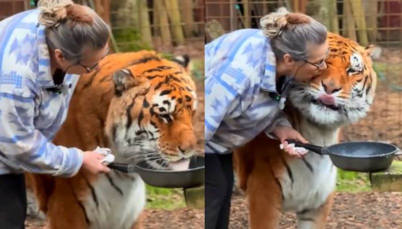 woman and her pet tiger 20 years of love viral video rlp