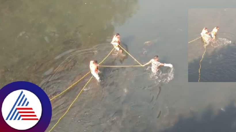 Forest officials attempt to catch live Crocodile mistakening it for dead at Kali river; what happened next?