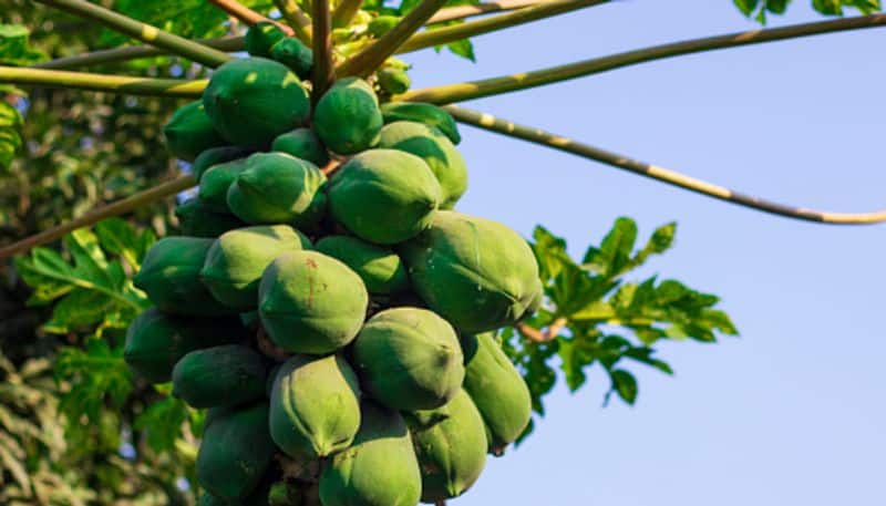 Reasons to add Raw Papaya to the daily diet