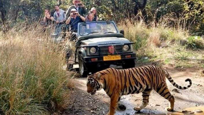 tiger 