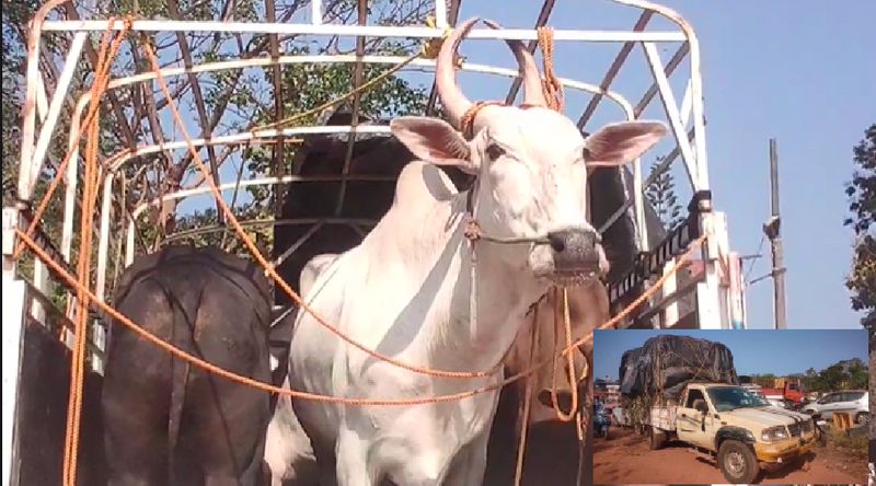 Madhya Pradesh diverts SC ST funds for cows religious sites experts evaluate as misuse 