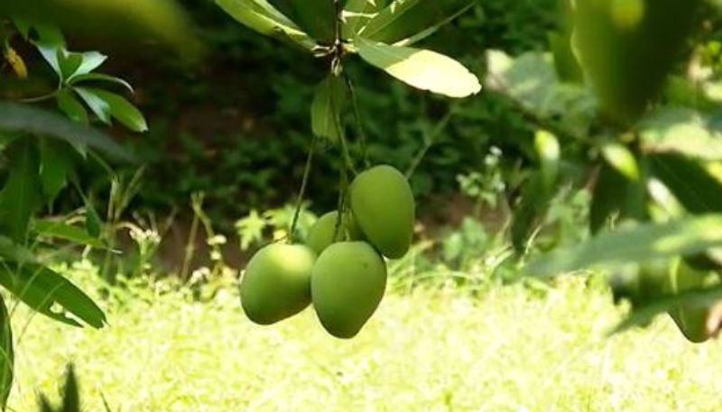 Mango Mango
