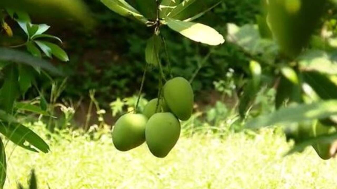 Mango