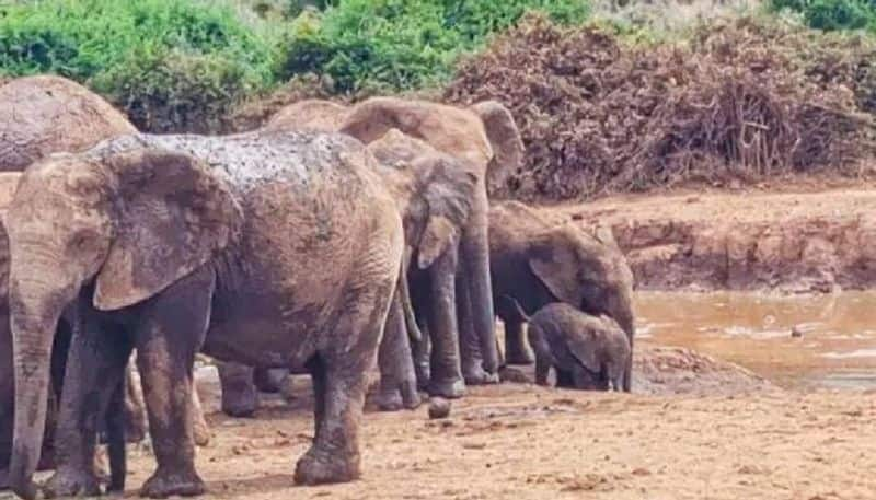 elephant baby trapped in muddy puddle elephants works together to rescue rlp