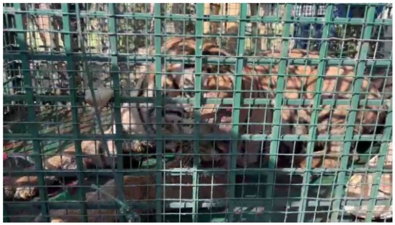 tiger caught in Churimala lost its teeth and injured its leg sts