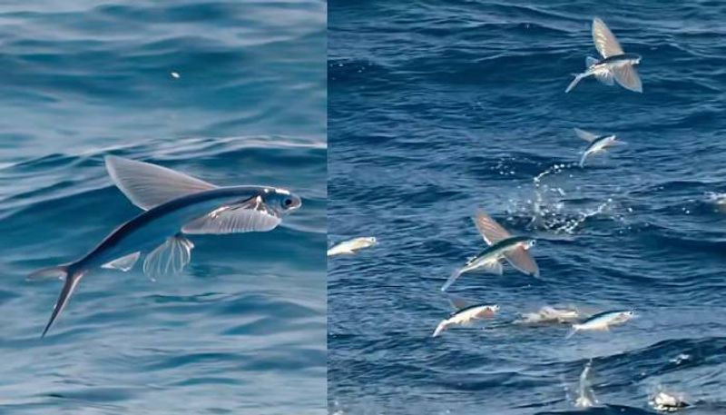 flying cod fish can fly 650 ft above ocean rlp