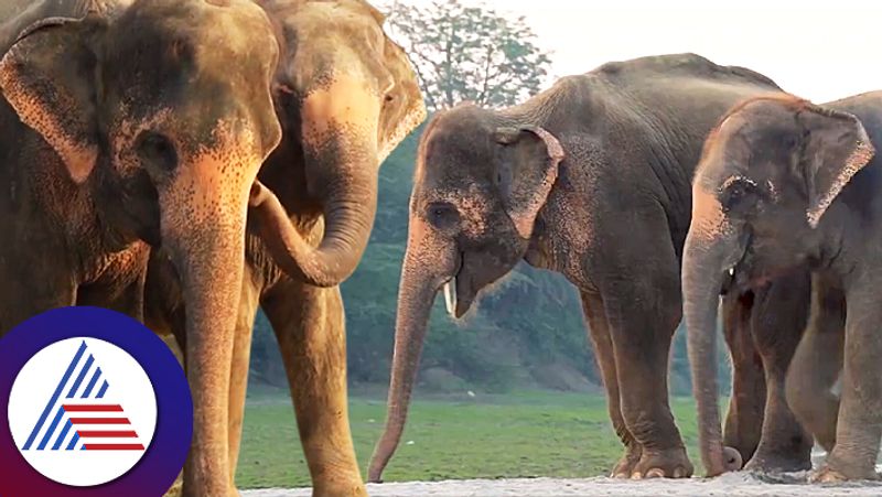 Two injured elephant stories about their friendship sum