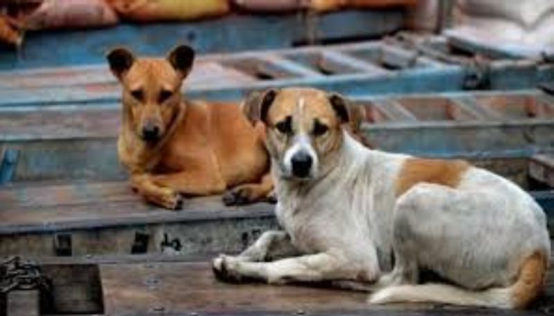 stray dog attack kozhikode purameri 4 people injured 